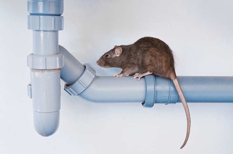 sewer rodent on commercial sewer pipe